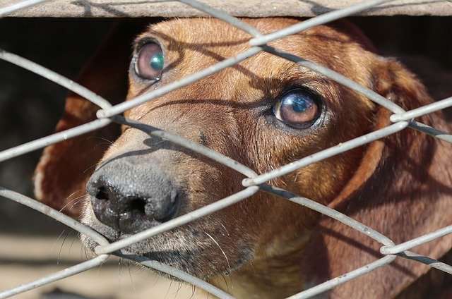 You are currently viewing Les matériels de capture animaux errants, pourquoi opter pour ?